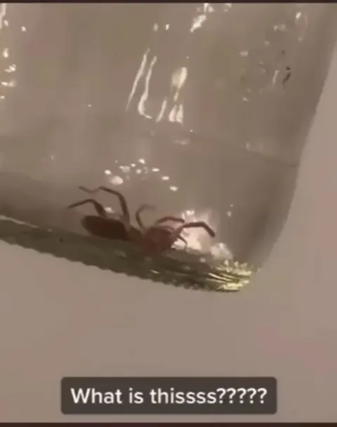 Spiders can see the invisible laser from iPhone LiDAR camera