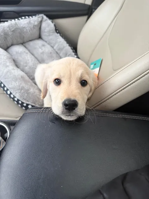 Kids’ early Christmas present after years of asking. Meet Lavender 😍