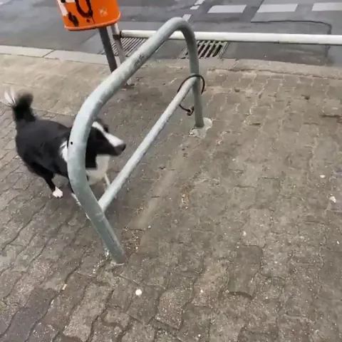 Border Collie jumping through the gaps
