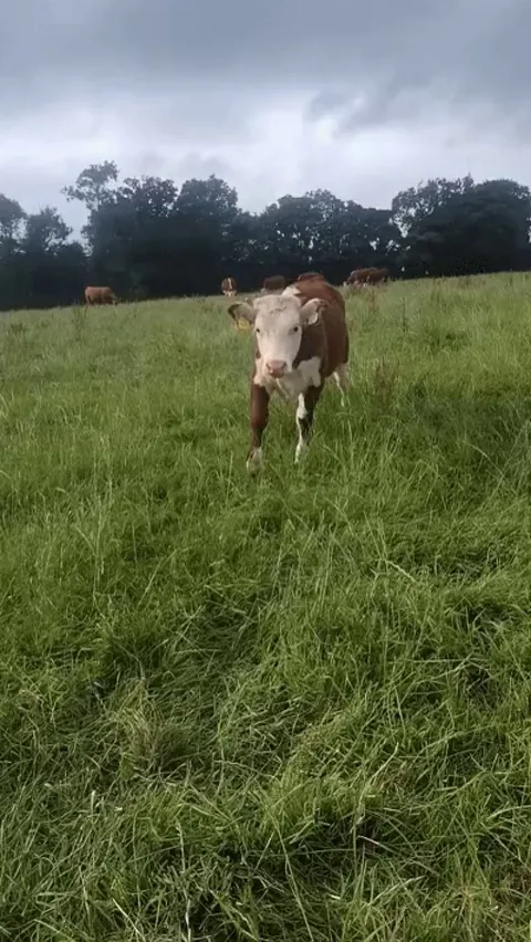 Pancake walking over for some attention! She always does this.