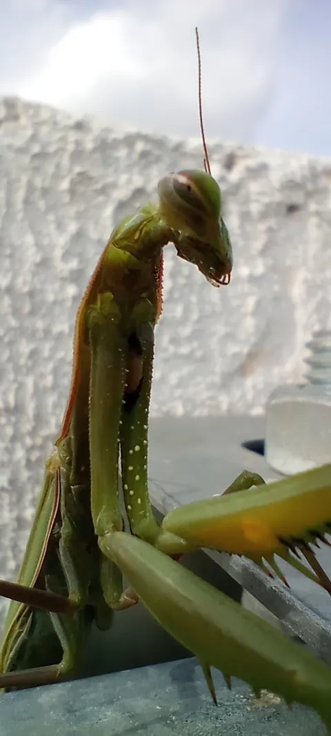 It's a bit off topic, but I'm really proud of who I encountered in the garden today :