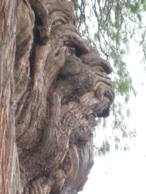 🔥Tule tree at Oaxaca, Mexico