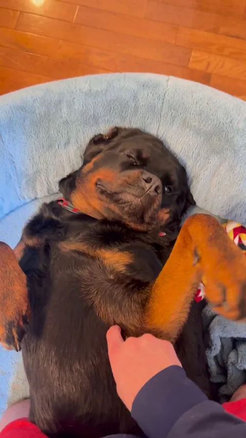 My rottie is a big baby