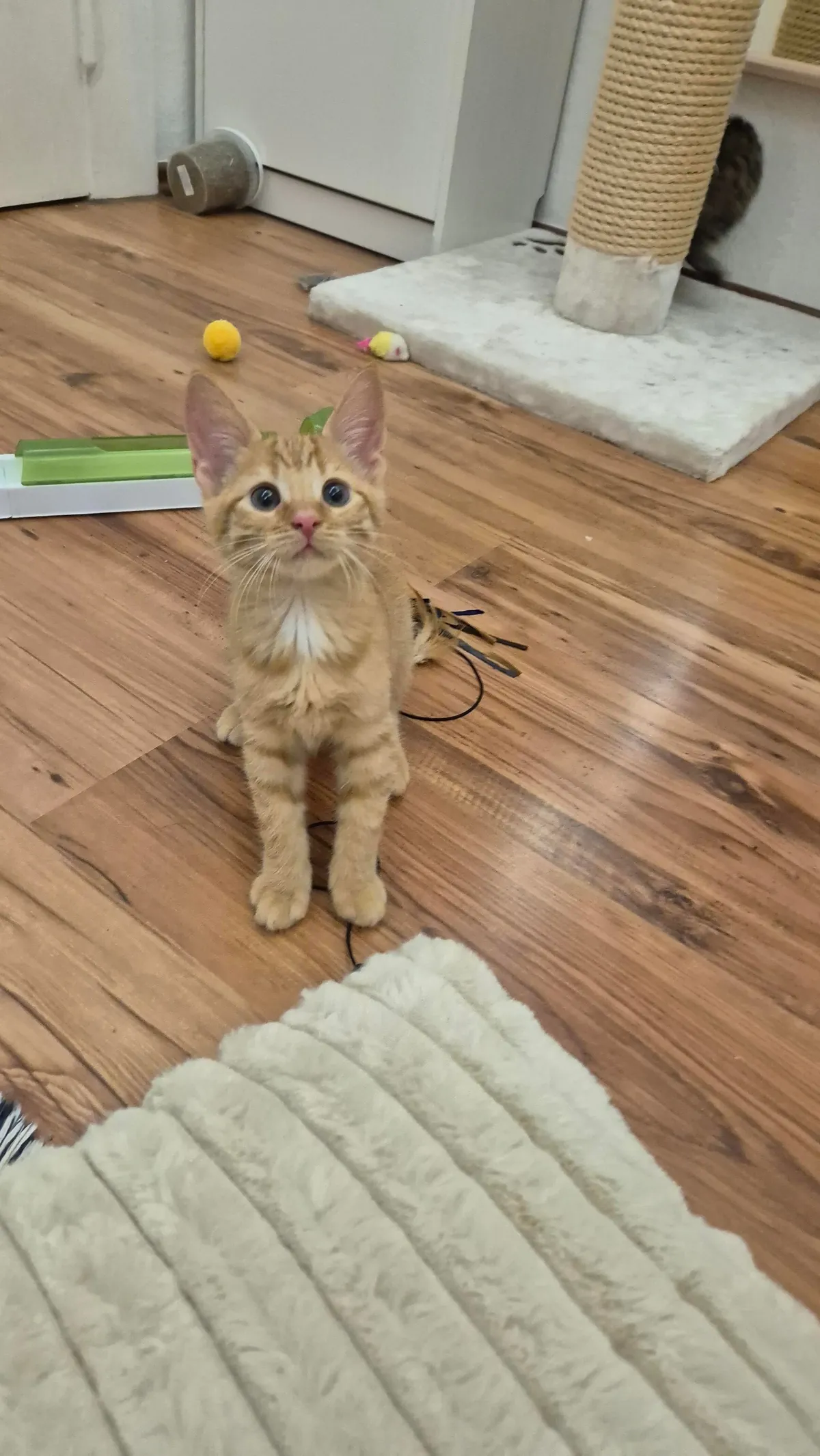 My girl Peanut - seems she is mostly growing her ears at the moment