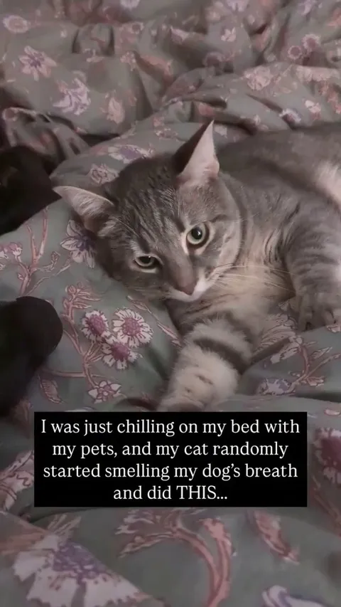 Cat's face says it all 😂😂😂 -- Kevin McWeeney