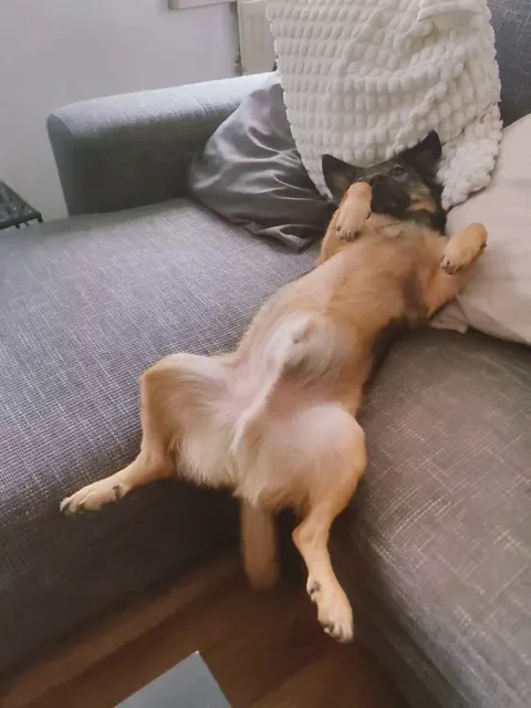 Moglis weekend mood.