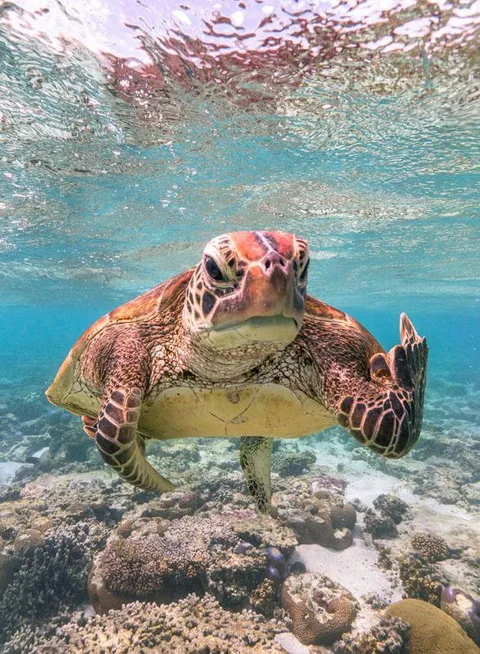 🔥 When you’re just trying to enjoy the reef and someone asks, "Have you considered plastic straws?" [Sea turtle flippin off the camera]