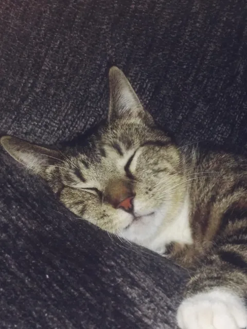 Childhood cat found after 2 years