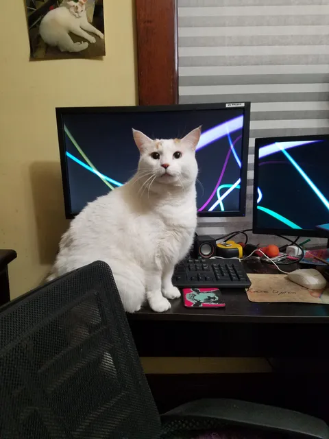 Wife went back to the office this week, her favorite cat is waiting sadly at her empty desk. 😥
