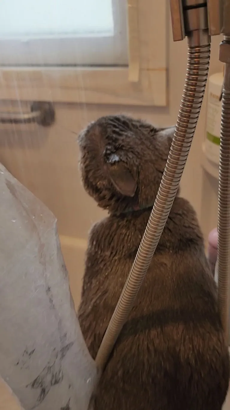 Seven drinks only the finest hot shower water with mom every morning