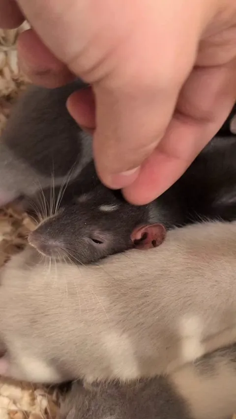 is he scared or happy