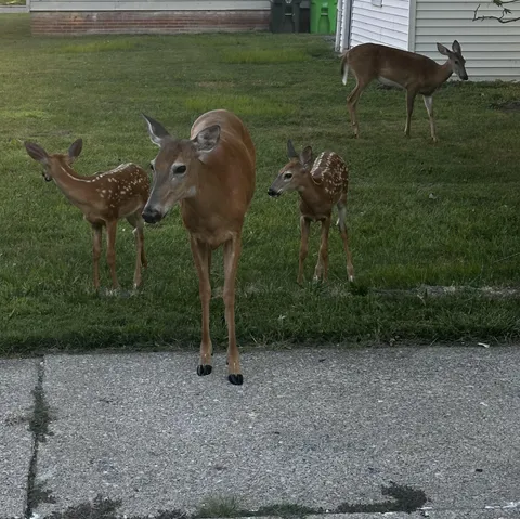 How do yall keep your plants from being eaten?