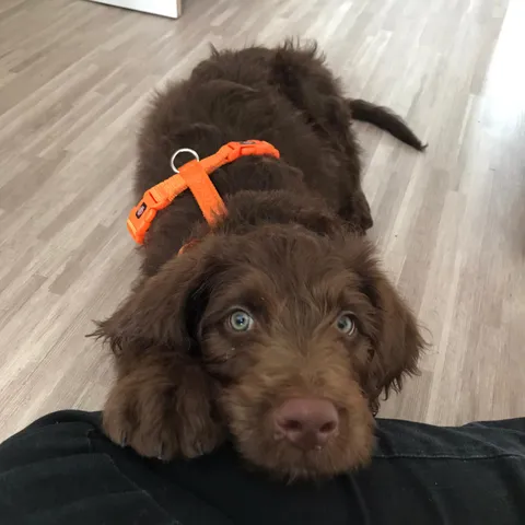 Our newest family member :)