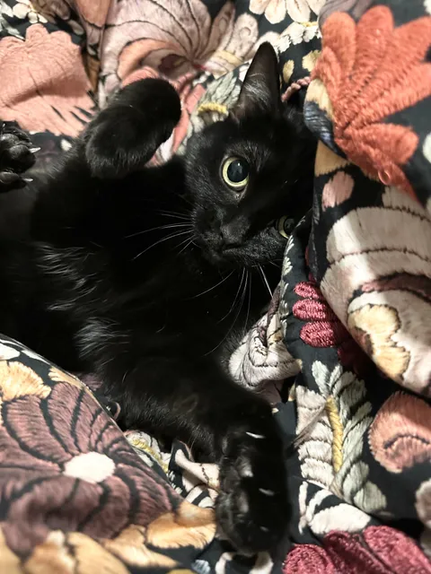 she is beauty, she is grace