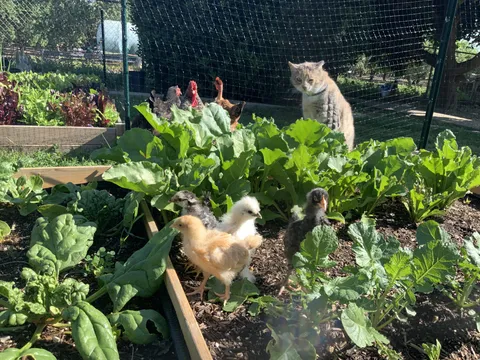 New chicks enjoying their first day outside in the beet and radish bed