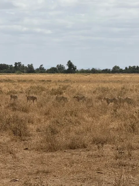 First safari experience, and I’m so happy we chose Kenya (2025)