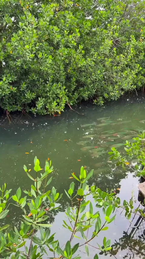 A flock of Parrot Fish.