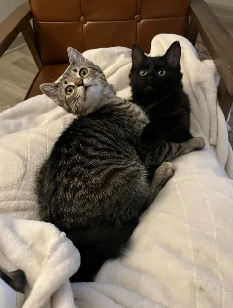 Is there anything cuter than a baby void?