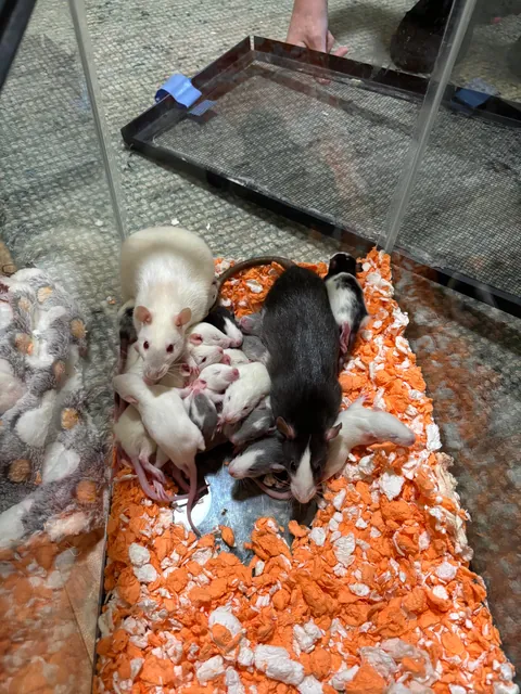 Welp now have 21 🤯