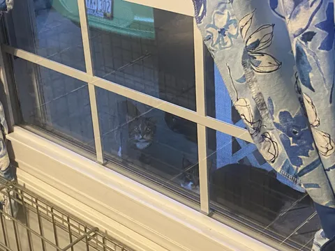 My cat is on the right. I have never seen the cat on the left before.