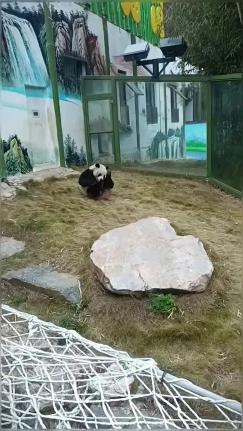 Panda Panda Panda
