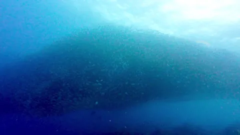 🔥 Massive bait ball with tens of thousands of fish surrounds diver while evading 200+ pound tarpon