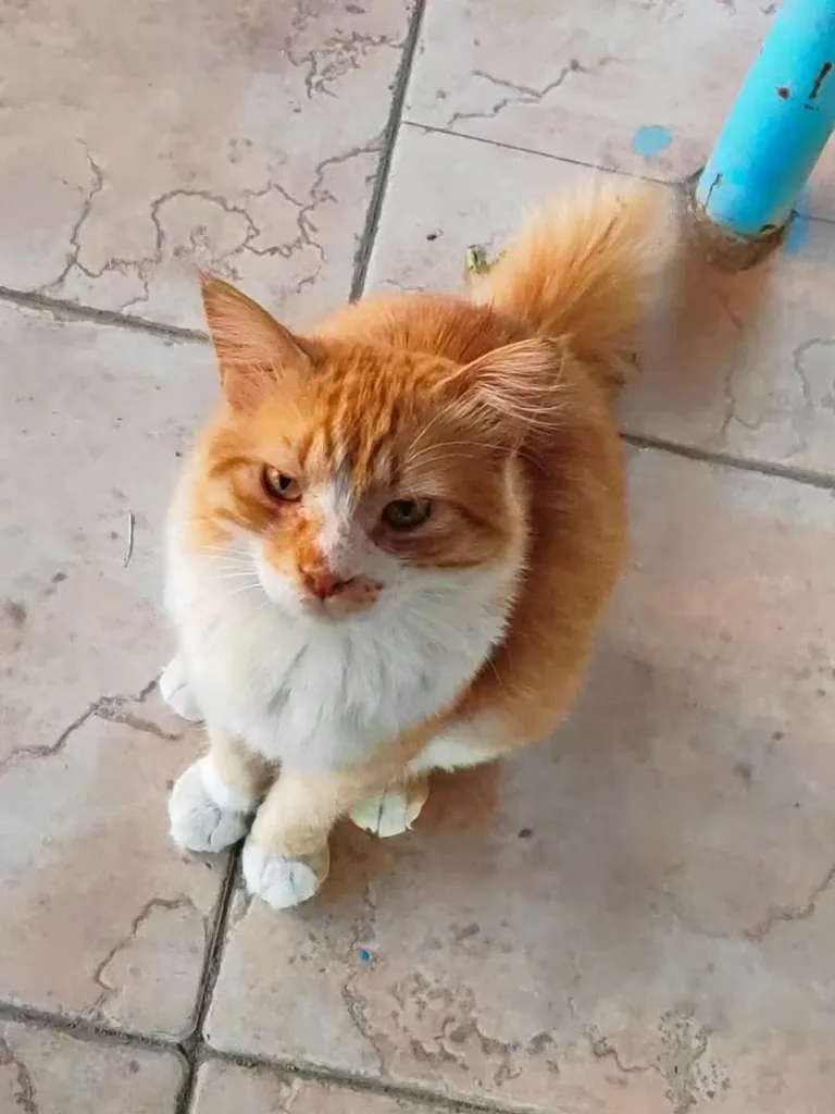 This cat showed up and sat like he was ready for a serious conversation