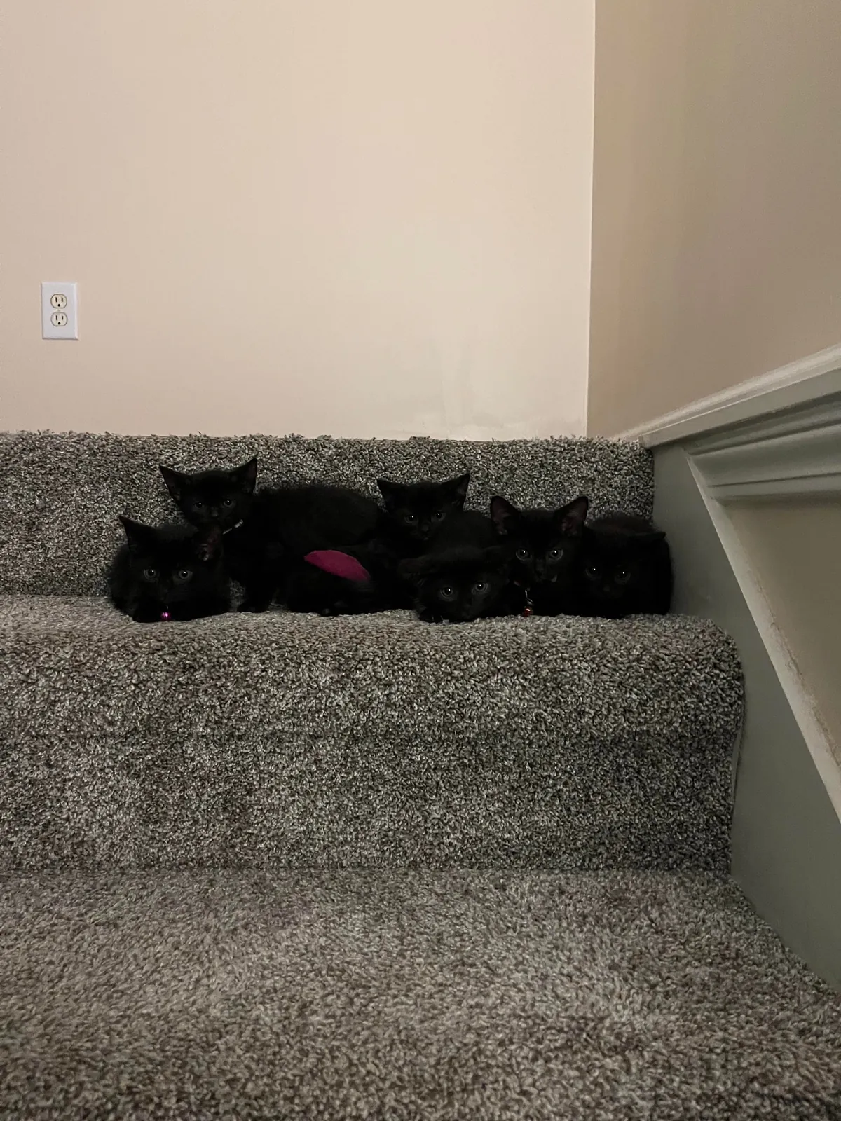 1 year ago I took in a mama and her voidlings to “foster”