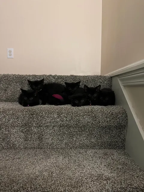 1 year ago I took in a mama and her voidlings to “foster”