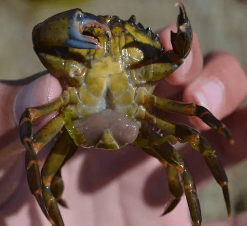 Crab infected with a parasitic barnacle that manipulates its host behavoir