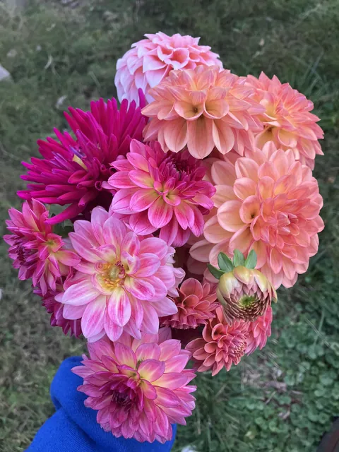 these flowers are one of the perks of this usually warm fall
