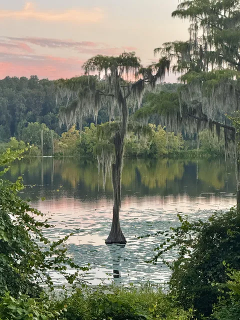 ITAP of a tree in a lake