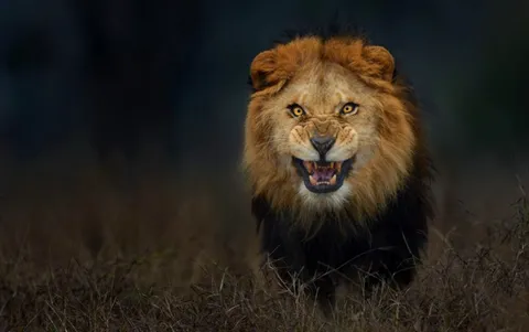 🔥 Striking Eyes of a Angry Lion 🔥