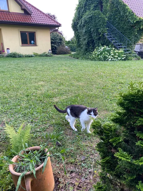 My cat just died. She was 20 but I’m still devastated.