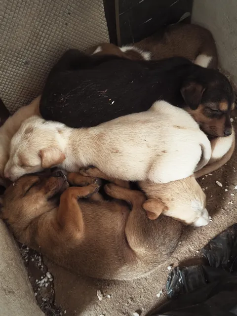 Choclate.Vanila .black forest 🖤🥭