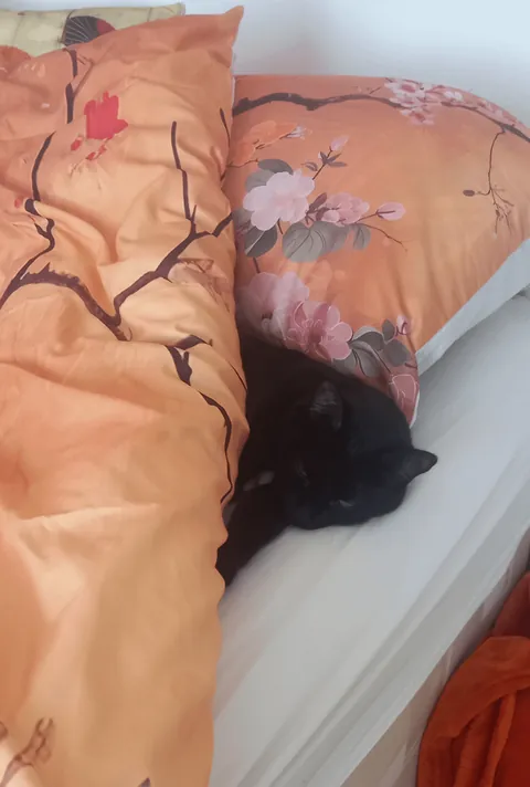 Photo Dump of my cat Hilda