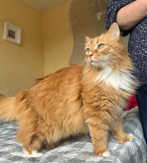 My Nana’s cat remembered me!!