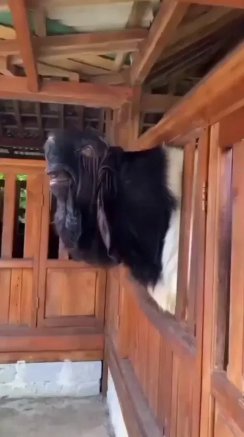 The Damascus goat looks like a character out of Star Wars