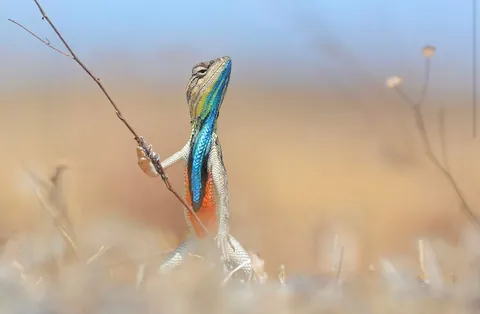 🔥The winners and finalists of the Wildlife Comedy Photography Awards (2016)