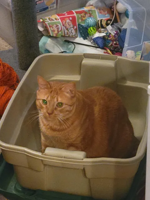 Orange Joe has crossed the rainbow bridge.