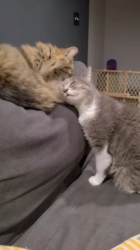 She's a sourpatch cat.