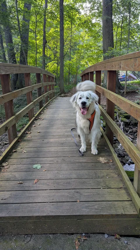 Great Pyranese x Mastiff