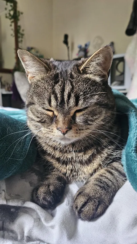 Can we just have a big thread of cute cat pictures to start the weekend off?