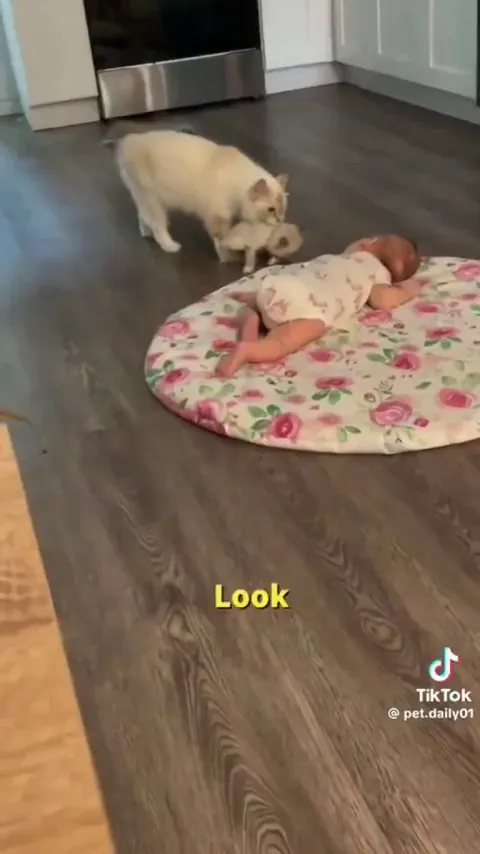 Cats interacting with their human family