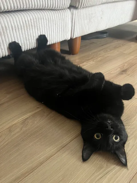 The vet called him chubby