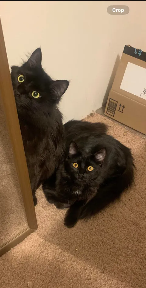 I used to worry if they would get along with each other.