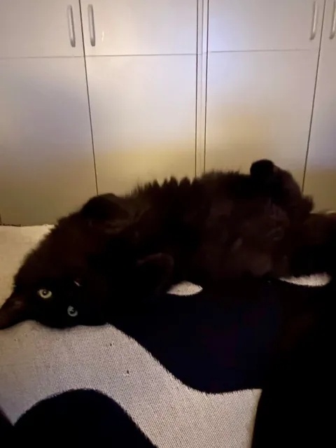 Our new lil man Squid