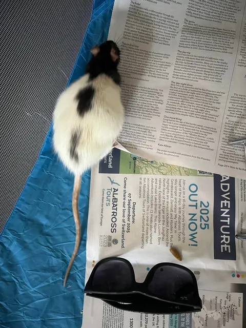 Help my rat is getting bigger everyday