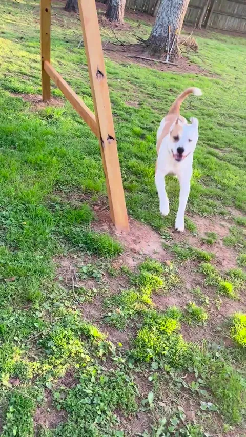 He has a water bowl, he prefers battle