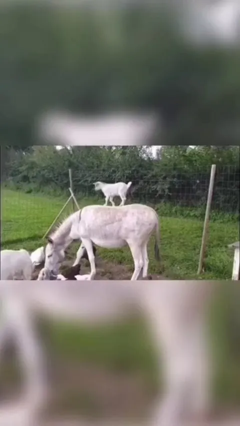 Crazy goat
